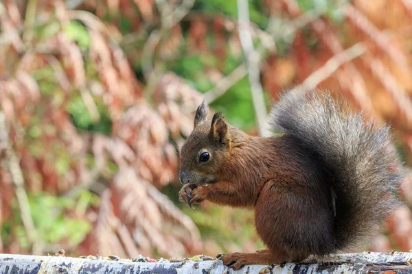 Red squirrel (Sciurus vulgaris — Stock Photo, Image
