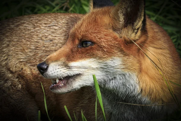 赤狐（ヴァルプル）) — ストック写真