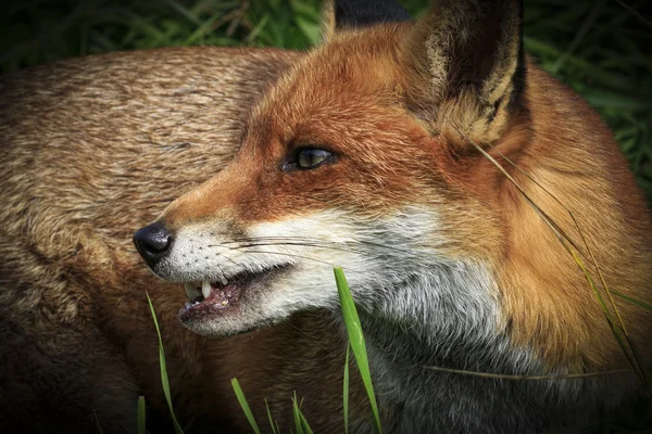 Rode vos (Vulpes vulpes)) — Stockfoto