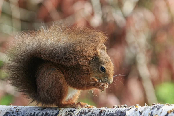 Red squirrel (Sciurus vulgaris) — Stock Photo, Image