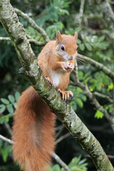 Red squirrel (Sciurus vulgaris) — Stock Photo, Image