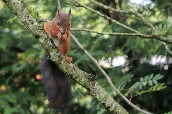 Ardilla roja (Sciurus vulgaris) —  Fotos de Stock