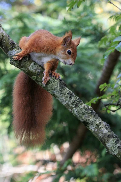 Červená veverka (Sciurus vulgaris) — Stock fotografie