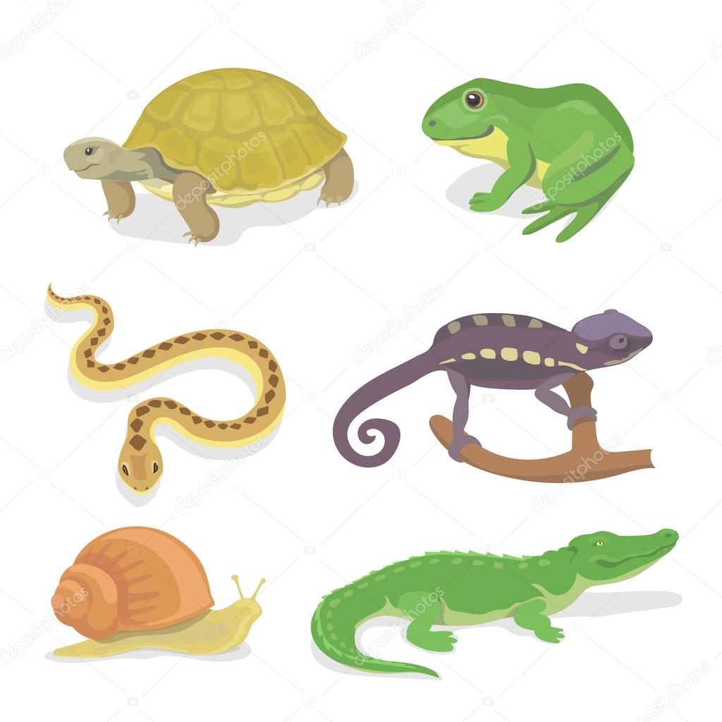 Imagenes Reptiles Vector | reptiles y anfibios conjunto decorativo de cocodrilo Imagenes Reptiles Vector | reptiles y anfibios conjunto decorativo de cocodrilo