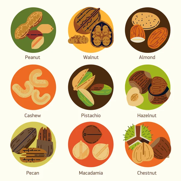 Collection fraîche de diverses noix — Image vectorielle