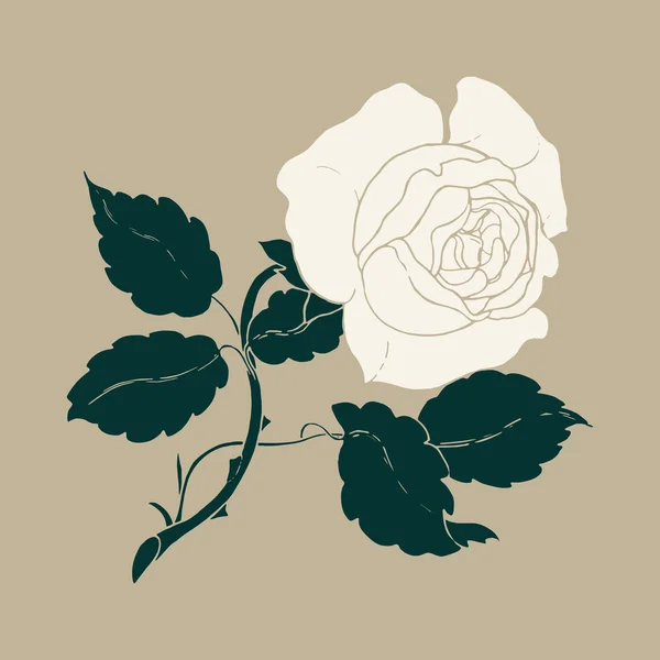 White rose — Stock Vector