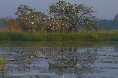 Sabahın erken saatlerinde bataklığın kenarındaki ağaçların üzerinde akbalıkçıllar. Fotoğraf batı Panama 'da Chiriqui' de çekildi..