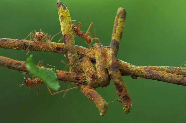 Formigas Cortadoras Movendo Através Arame Farpado Enferrujado Foto Tirada Chiriqui — Fotografia de Stock