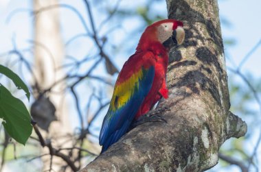 Kızıl Macaw (Ara macao). Görüntü Chiriqui, Panama 'da çekildi. Papağanlar büyük, kırmızı, sarı ve mavi Güney Amerika neotropik papağanlarıdır. Kızıl Macaw Honduras 'ın ulusal kuşudur..