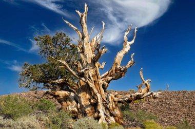 A pinus longaeva tree in the Ancient Bristlecone Pine Forest in California clipart