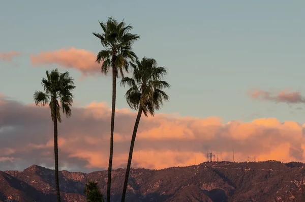 Palmeras Con Las Montañas San Gabriel Distancia Foto Tomada Pasadena — Foto de Stock