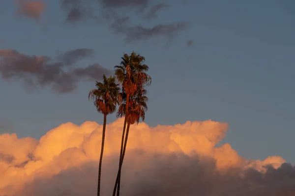 日没の雨のカラフルな雲に対するヤシの木 画像はグラフィックリソースとして役立ちます — ストック写真