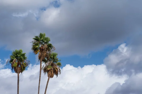 Palmy Mraky Modrá Obloha Pozadí Větrném Dni Jižní Kalifornii — Stock fotografie