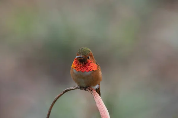 Schöne Abbildung Eines Männlichen Allens Kolibri Hockte — Stockfoto