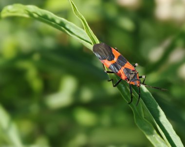 süt çocuğu böcek
