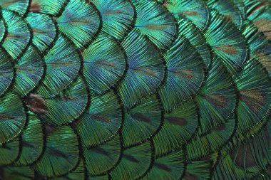 Peacock Feathers clipart