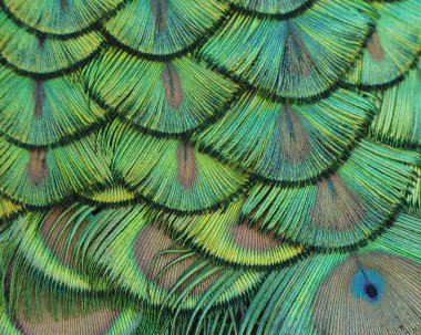 Peacok Feathers