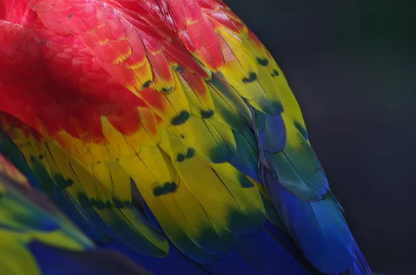 色鮮やかなコンゴウインコの羽 — ストック写真
