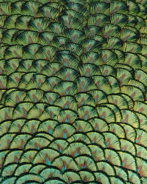 Peacock Feathers — Stock Photo, Image