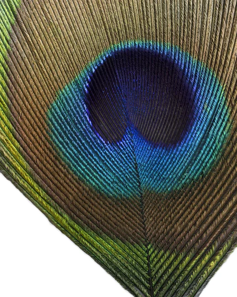 Macro/micro photo of peafowl feathers. — ストック写真