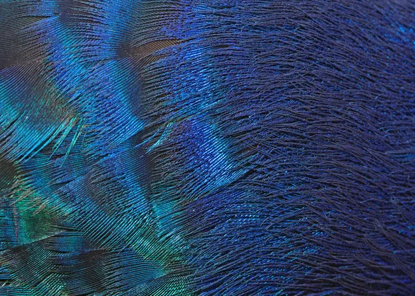 Peacock Feathers. — Stock Photo, Image