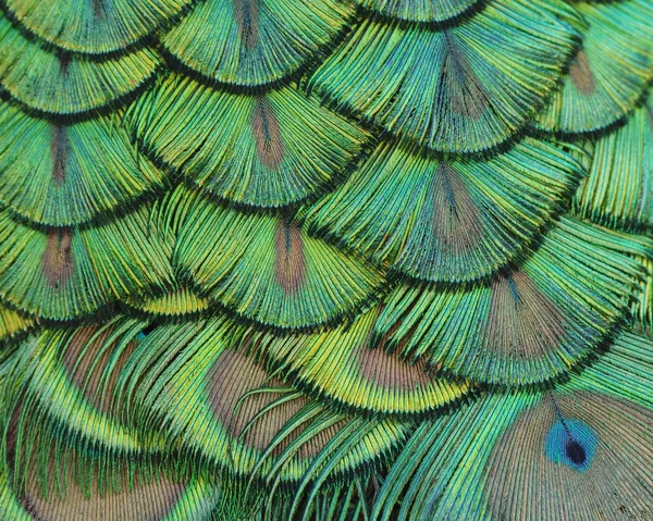 Piume di pavone — Foto Stock