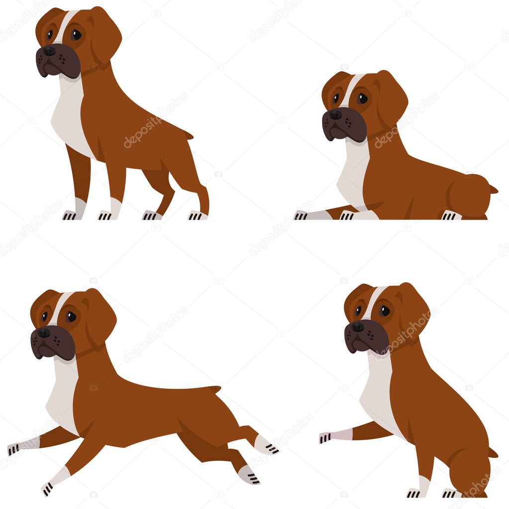 Boxer dog in different poses. Beautiful pet in cartoon style.