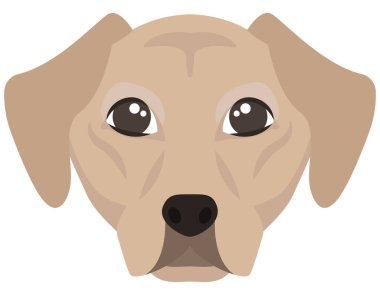 Labrador Retriever 'ın başı..