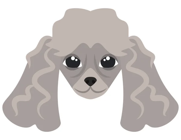 Head of Poodle. — Stock Vector