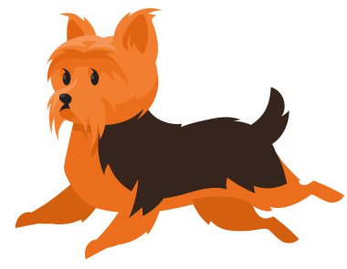  Yorkshire Terrier 'i işletiyorum. Çizgi film tarzında sevimli bir hayvan..