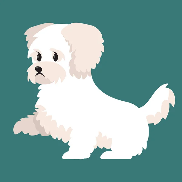 Bichon boloñesa dando pata. — Vector de stock