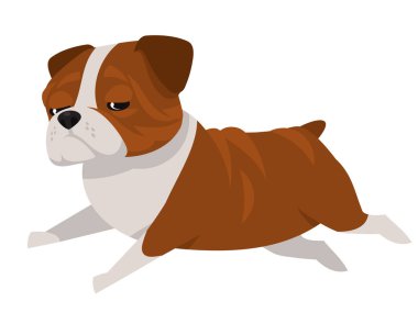 Koşan İngiliz Bulldog.