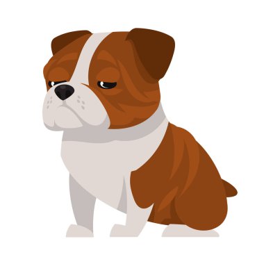 Oturan İngiliz bulldog.