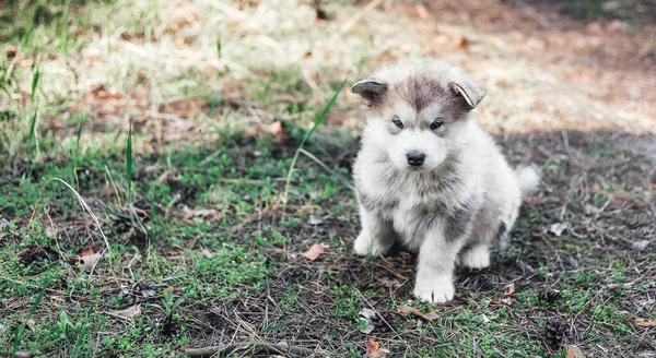 Cute Fluffy Alpine Malamute Puppy Sits Forest Glade Looks Camera — Stock Photo, Image