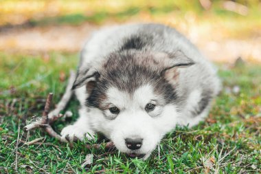 Şirin, tüylü bir Alp Malamute köpeği çimlerin üzerinde uzanıyor, bir çubuk kemiriyor ve kameraya bakıyor. Güzel kart. Yiyecek ambalajı. Yakın plan. Veteriner. Takvim. Hayvan Koruma Günü