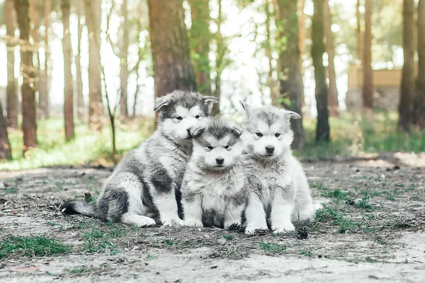 Três Cachorros Bonitos Estão Sentados Uma Clareira Olhando Para Câmera — Fotografia de Stock