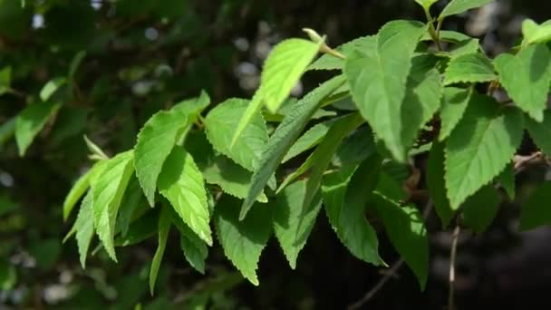 Bella Foresta Con Grandi Foglie Verdi Paesaggio Colorato Con Alberi — Video Stock