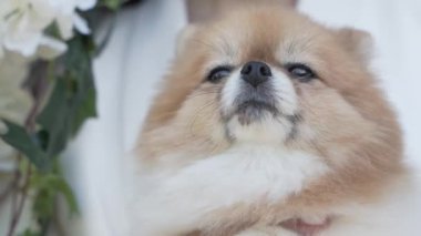 Pomeranya köpeği, beyaz kırmızı ceket rengi. .