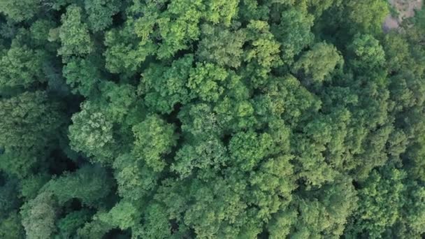Árvores Verdes Vista Pássaro Fundo Florestal Drone Voa Sobre Coroas — Vídeo de Stock