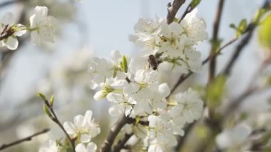 4K. A bee collecting pollen from fresh white blooming flowers in a spring garden forest. Slow motion, close-up side view.