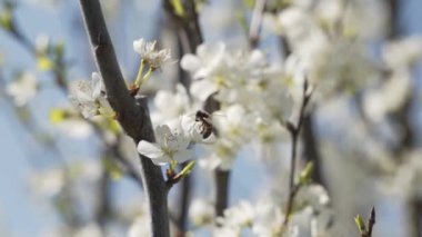 4K. A bee collecting pollen from fresh white blooming flowers in a spring garden forest. Slow motion, close-up side view.