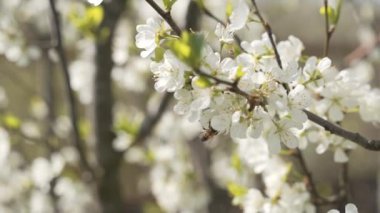 4K. A bee collecting pollen from fresh white blooming flowers in a spring garden forest. Slow motion, close-up side view.