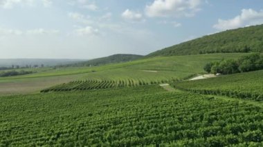 4 bin. Yazın sonlarında güneşli bir günde yeşil üzüm bağlarının hava manzarası, Avrupa 'nın güzel şarap bölgesi, yavaş çekim.