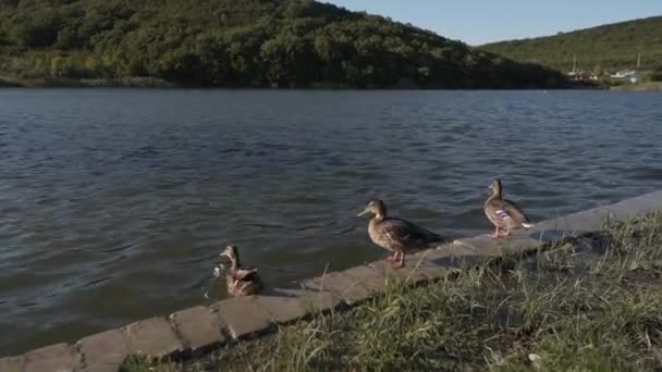 Group Wild Ducks Pond Birds Take Turns Jumping Shore Water — Stock Video