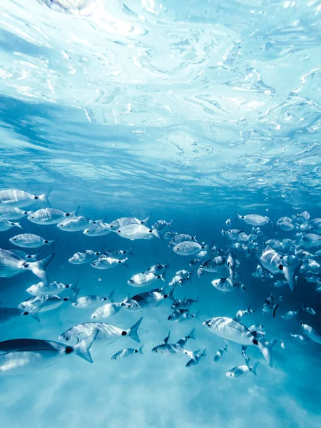 地中海清澈海水中的鱼类群 — 图库照片