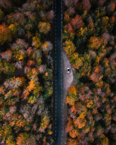 Sonbahar ağaçlarının ortasında, ortasında bir araba olan bir yolun havadan çekilmiş fotoğrafı.