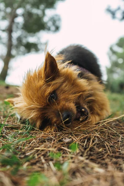 Yorkshire teriyeri köpeğinin portresi yerde ağzı açık yatıyor.