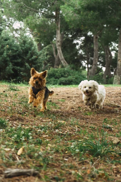 İki mutlu köpek dağda koşup oynuyor.