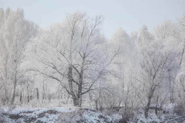 Paysage hivernal sur une rivière avec arbre gelé — Photo