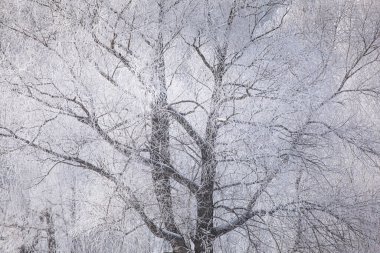Kış manzarası donmakta olan bir nehirde